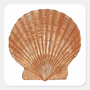 Bay Scallop Shell Square Sticker