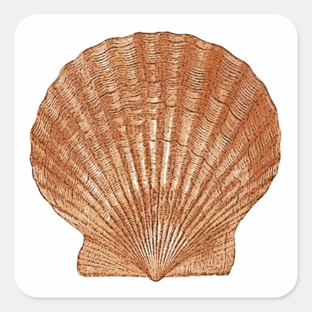 Bay Scallop Shell Square Sticker (Front)