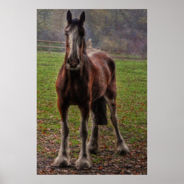 Bay Shire Draught Horse England, UK Poster (Front)