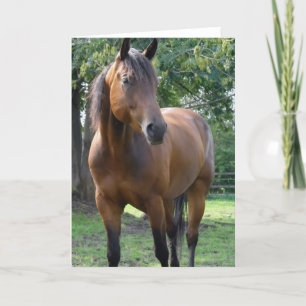 Bay Thoroughbred Horse Greeting Card