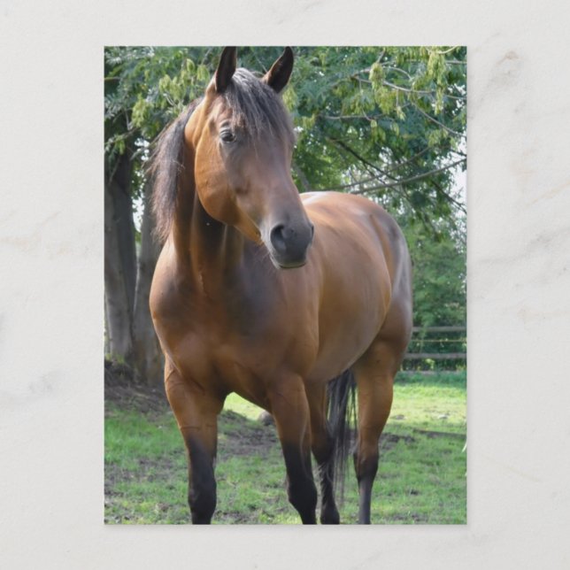 Bay Thoroughbred Horse Postcard (Front)