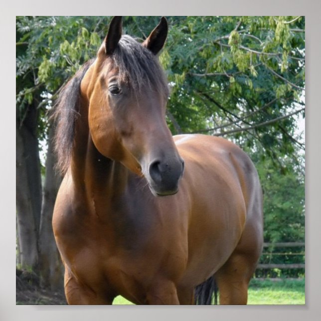 Bay Thoroughbred Horse Poster Print (Front)