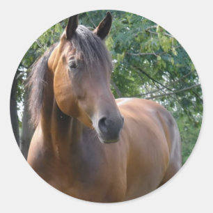 Bay Thoroughbred Horse Sticker