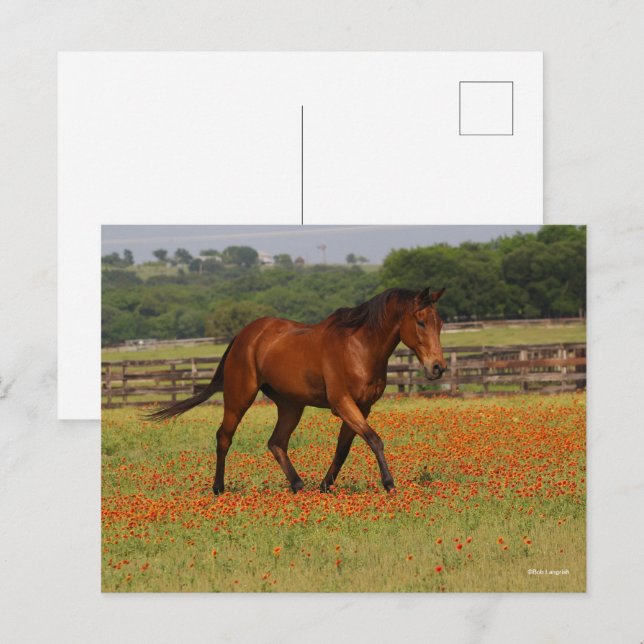 Bay Thoroughbred Horse Walking Flowers Postcard (Front/Back)