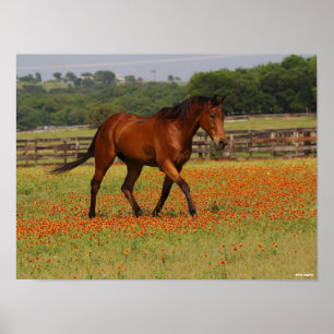 Bay Thoroughbred Horse Walking Flowers Poster