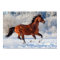 Bay Trakehner Stallion
