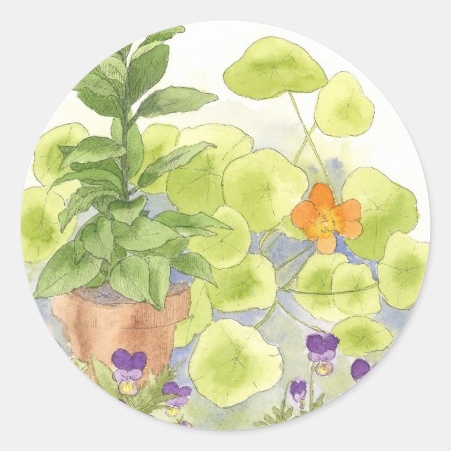 Bay Tree Nasturtium Flower Watercolor Herb  Classic Round Sticker (Front)