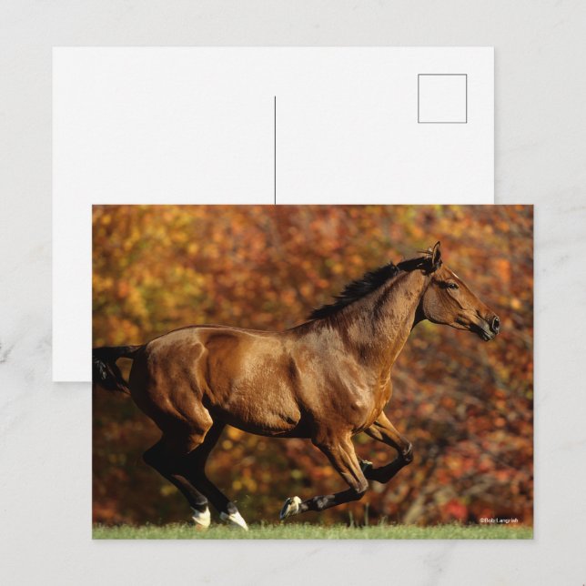 Bay Warmblood Running Autumn Background Postcard (Front/Back)