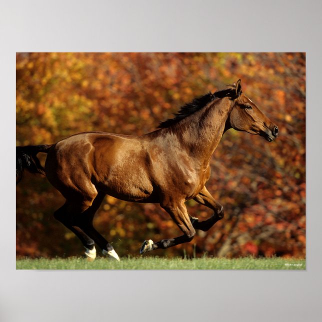 Bay Warmblood Running Autumn Background Poster (Front)
