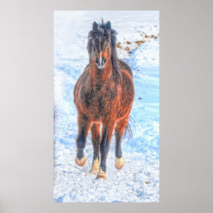 Bay Winter Horse "Year of the Horse" Equine photo Poster