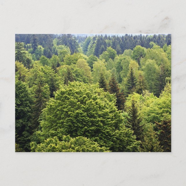 Bayerischer Wald Postcard (Front)