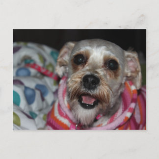 "Bayleigh" Dog Postcard