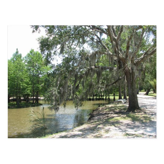 Bayou Tree, Avery Island, Louisiana Postcard