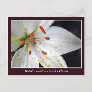 BC garden flowers Postcard