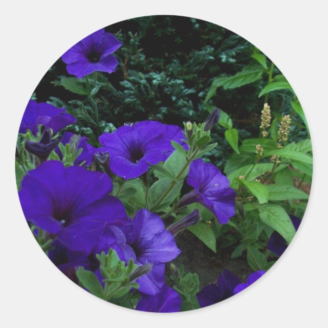 BC summer gardens 3 Classic Round Sticker (Front)