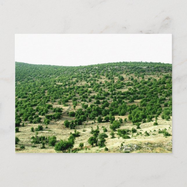 Bcharre, Lebanon Postcard (Front)