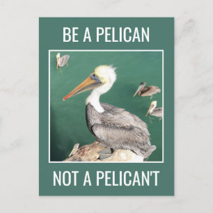 Be a Pelican, Not a Pelican't Postcard