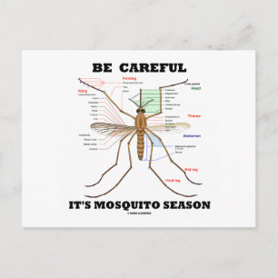 Be Careful It's Mosquito Season (Mosquito Anatomy) Postcard