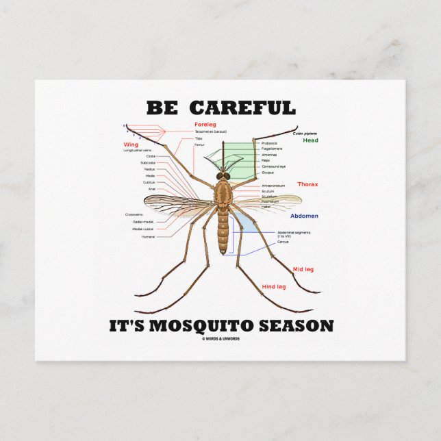 Be Careful It's Mosquito Season (Mosquito Anatomy) Postcard (Front)