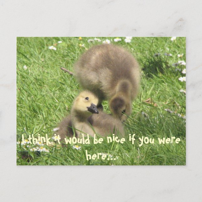 Be nice if you were here... postcard (Front)