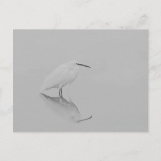 Be still Egret Postcard (Front)