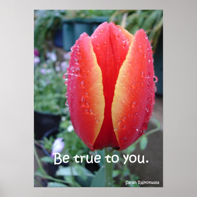 Be True To You Red Tulip Nature Garden Poster (Front)