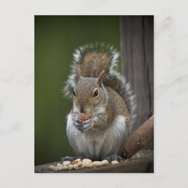 Be Very Quiet Postcard (Front)