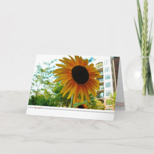 be*well_sunny plaza photograph card