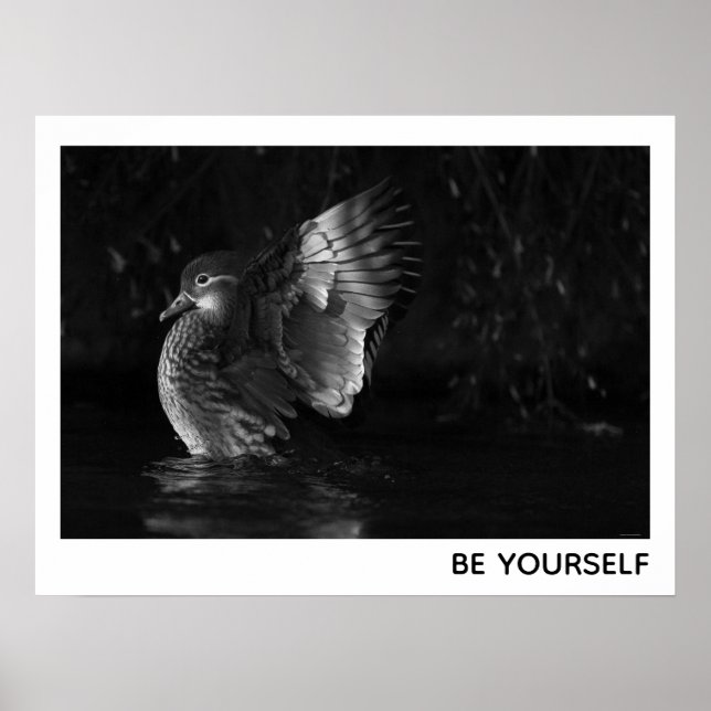 Be Yourself Female Mandarin Duck Black White Photo Poster (Front)
