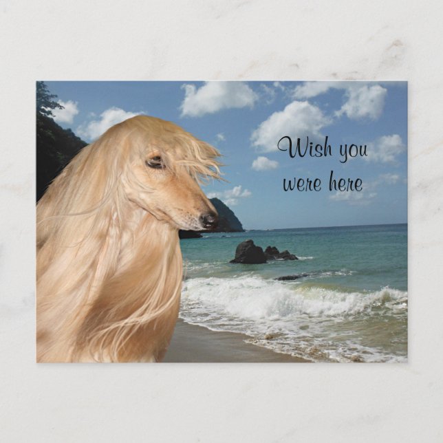 Beach afghan hound postcard (Front)