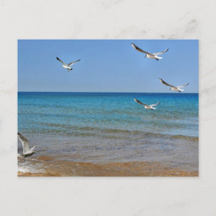 Beach and Seagulls Holiday Postcard