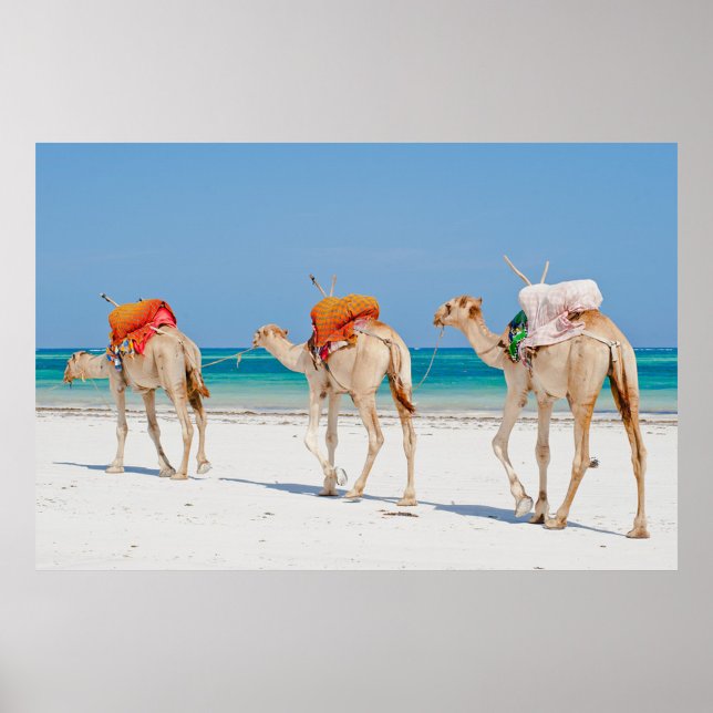 Beach Animals Poster (Three camels walking on a white sand beach with a clear blue sky and turquoise water.)