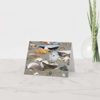 Beach Baby Piping Plover Chick Seashells Note Card