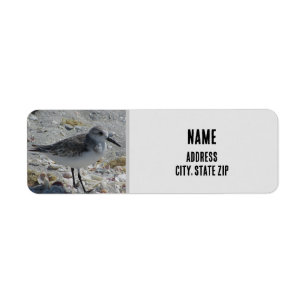 Beach Bird Nature Photo Grey Coastal Animal