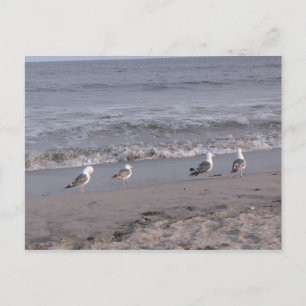 beach birds postcard
