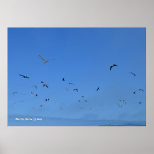 Beach Birds Poster