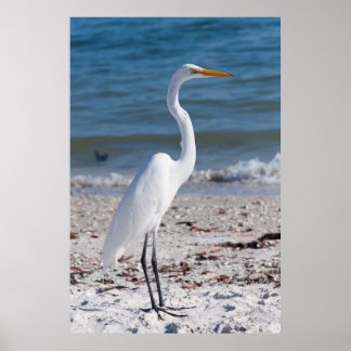 Beach-bum Heron Poster