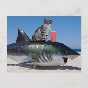 BEACH CAT ON SHARK FUNNY POSTCARD