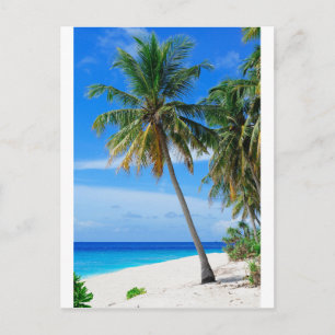 Beach Coconut Tree Postcard