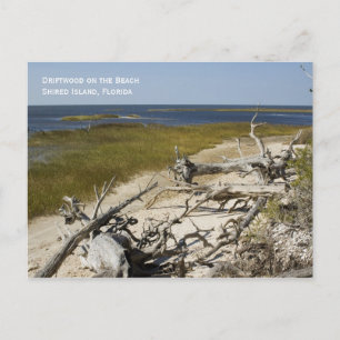 Beach Driftwood Postcard