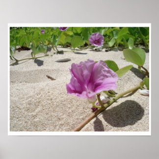Beach Flower Poster