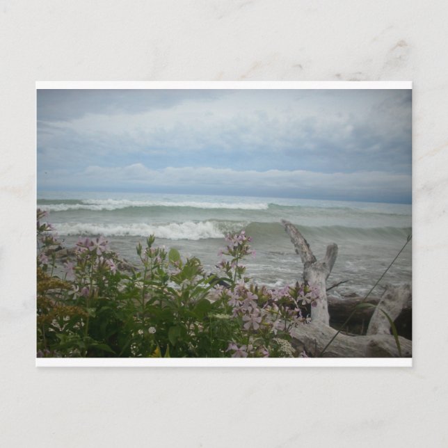 Beach Flowers Postcard (Front)