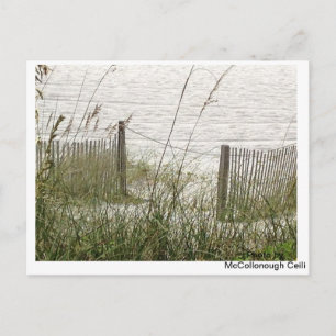 Beach Grass and Fence Postcard