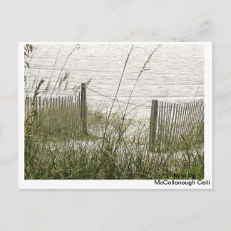 Beach Grass and Fence Postcard