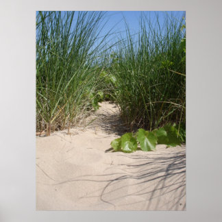 Beach Grass, Warren Dunes, MI Poster