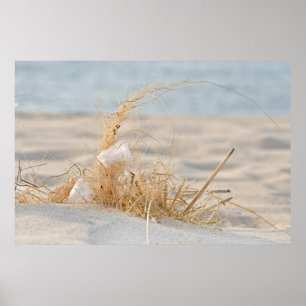 Beach Grass with feather Poster
