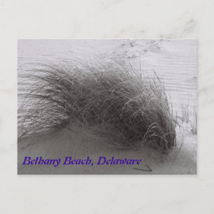 Beach Grasss Bethany Postcard