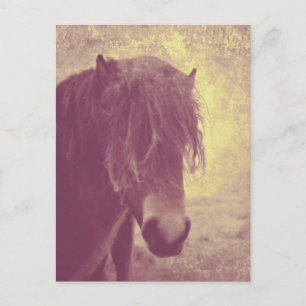 Beach Horse Postcard