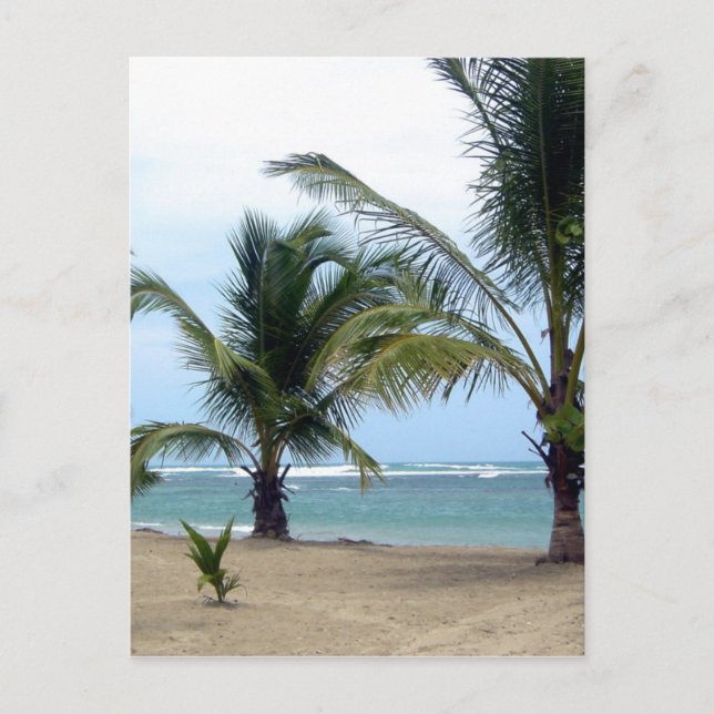 Beach in Dominican Republic Postcard (Front)