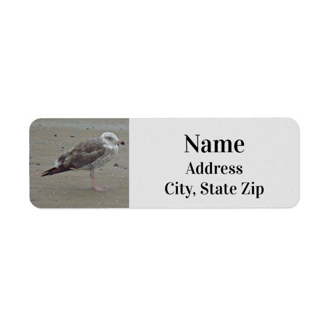 Beach Lone Seagull Photo Ocean Bird (Front)